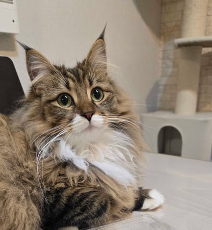 202512_ai-ide-kiro-pet-camera-project_01