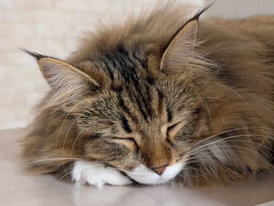 202512_ai-ide-kiro-pet-camera-project_11